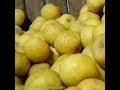 Producteurs de pommes dans les Deux Sèvres