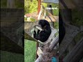 WATCH: Bear goes to town on corn #shorts - 00:30 min - News - Video