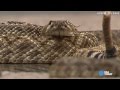 USA Today : Rattlesnakes in spotlight at Texas Capitol building