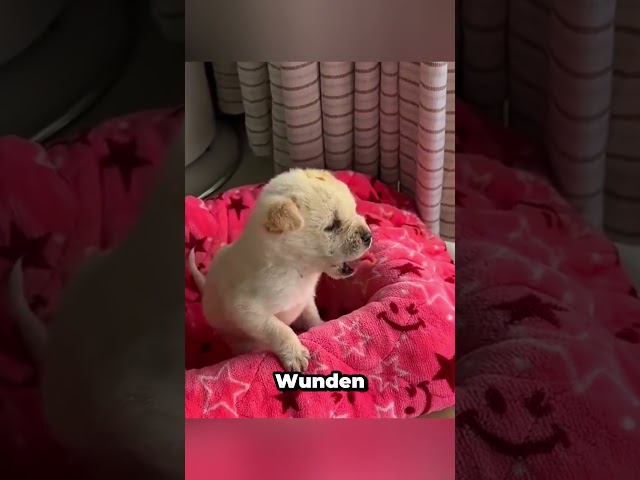 Geretteter Welpe lernt nach schwierigem Start wieder zu vertrauen