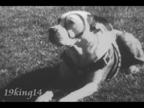 Petie rare Training film, Little Rascals' Pete the Pup, Our Gang - YouTube