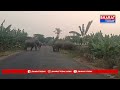 పార్వతీపురం మన్యం జిల్లాలో ఏనుగుల భీభత్సం | Bharat Today  - 00:55 min - News - Video