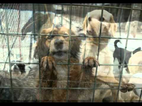 Cantecul Maidanezului din Romania / Romanian Stray dogs's Song.