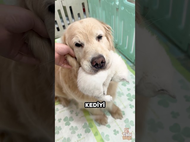Evin Sevimli Hayvanları Sahiplerini Çok Şaşırttı ❤️