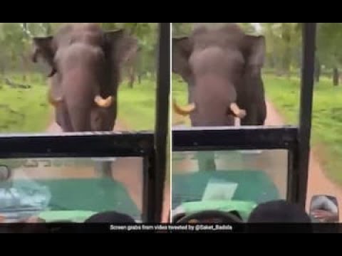 Elephant charges towards safari jeep, video goes viral Elephant charges towards safari jeep, video goes viral