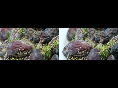 Rotting plums in stereoscopic 3D Time Lapse with cress