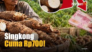 Harga Singkong Anjlok Rp700, Prabowo Hentikan Impor