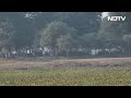 Elephant Herd Triggers Chaos Among Picnic Group In Assam  - 00:54 min - News - Video