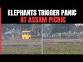 Elephant Herd Triggers Chaos Among Picnic Group In Assam