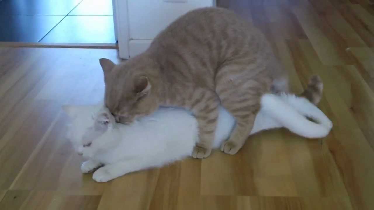 1280px x 720px - Cats Mating YouTubeSexiezPix Web Porn
