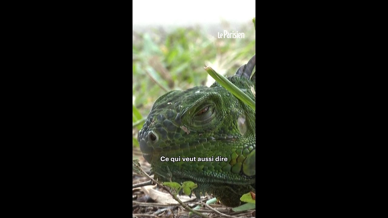 Des iguanes gelés tombent des arbres aux États-Unis