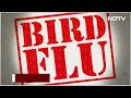 Bird Flu का Jharkhand में प्रकोप, कहां मिला Case, जानें क्या-क्या सावधानी है जरूरी | Virus | H5N1  - 02:49 min - News - Video