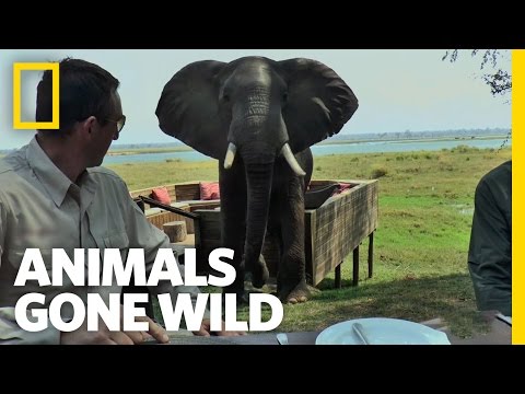 Animals Gone Wild'