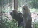 Sanctuary pals grooming