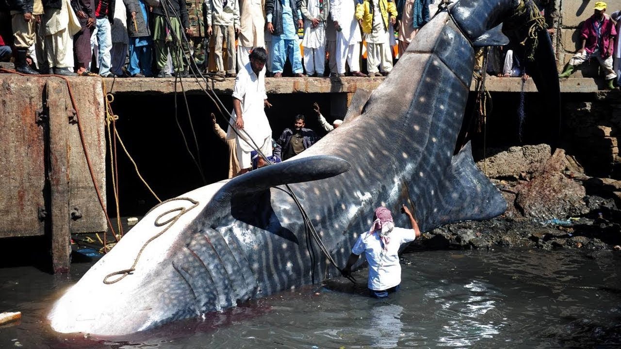 Shocking Fishing Moments Caught On Camera