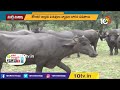 వర్షాకాలంలో పశువులకు వచ్చే ప్ర‌ధాన వ్యాధులు.. నివారణ చర్యలు! | Monsoon diseases | Matti Manishi |  - 09:40 min - News - Video