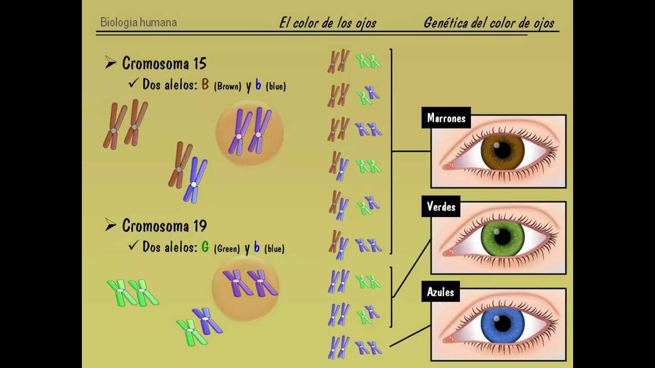 El Color De Ojos En Humanos Parte Ii Gen Tica Del Color De Ojos Youtube