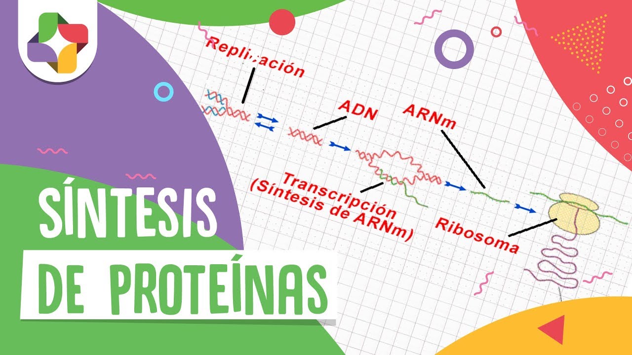 Síntesis De Proteínas Biología Educatina Youtube 6006