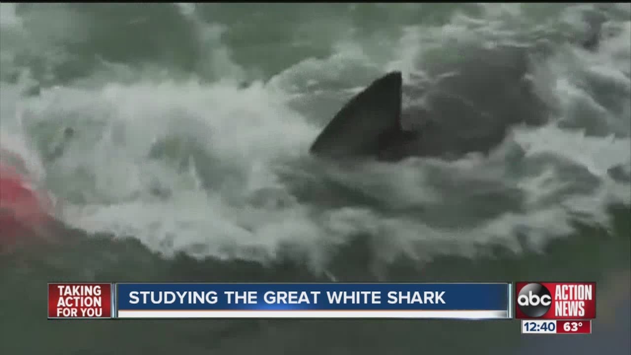 Scientists in Sarasota studying great white sharks - YouTube