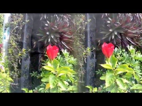 Shenzhen Flowers in 3D with Vitrima 3D GoPro Lens