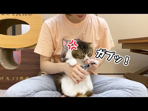 甘えん坊猫が初めて本気でママを噛みました 泣 まとめちゅーぶ