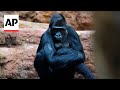 Prague Zoo in Czech Republic welcomes new baby lowland gorilla