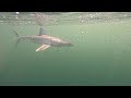Sighting of rare shark off Rio beach boosts biodiversity hopes | REUTERS