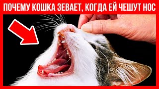 Если кошка зевает, когда вы поглаживаете ей нос, она вас любит!