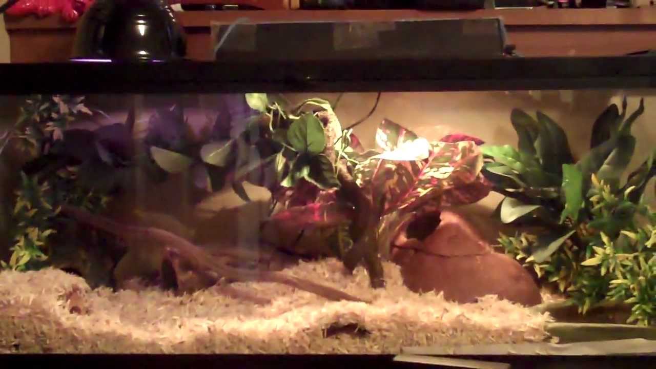 Finished corn snake setup!! - YouTube