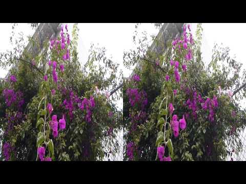 Flower Bush in the Wind (YT3D:Enable=True) 