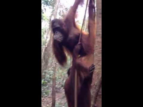 Orangutan awareness 