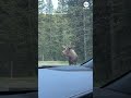 Moose flees from grizzly bear at Montana campground