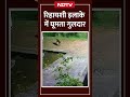 Udham Singh Nagar: रिहायशी इलाके में घूमता दिखा गुलदार, लोगों में दहशत | Leopard | Uttarakhand - 00:17 min - News - Video