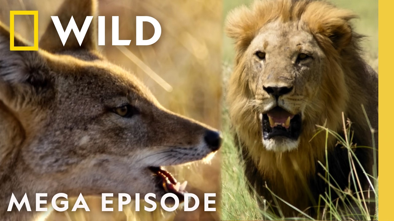 Entering the Game of Thrones | Savage Kingdom & World's Deadliest MEGA Episode | Nat Geo Animals