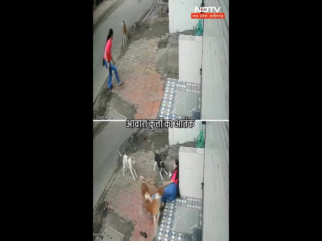 Indore में आवारा कुत्तों का आतंक, छात्रा पर किया हमला, CCTV में कैद घटना | Viral Video | SHORTS