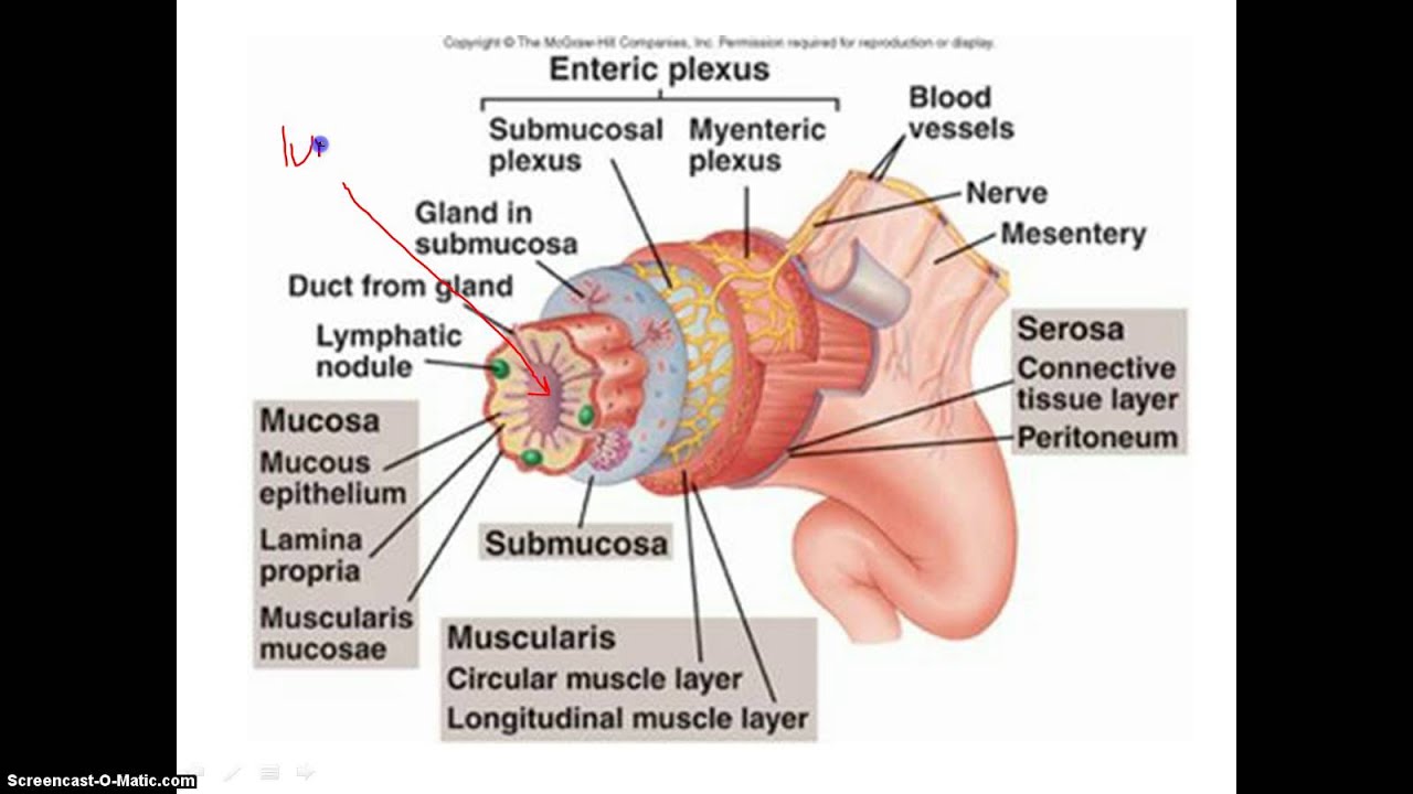 the-4-layers-of-the-alimentary-canal-youtube