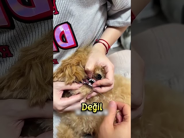 Bu Yöntem DİŞ Hekimlerini İŞSİZ Bırakır❗😅