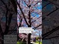 Cherry blossoms blooms in the nations capital as spring arrives  - 00:37 min - News - Video
