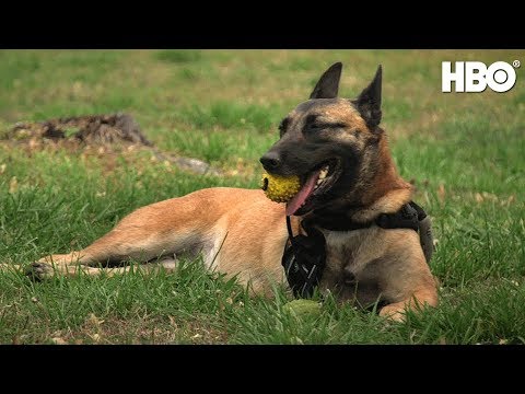 War Dog: A Soldier's Best Friend'