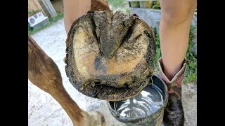 Ask.Vet – How Can I Heal My Horse’s Hoof Separation?