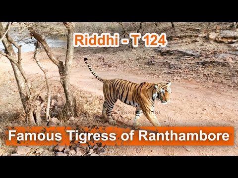 Ranthambore Wildlife Documentry 