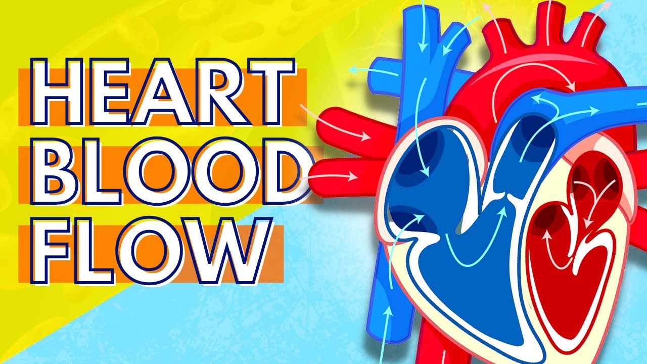 044 How Blood Flows Through the Heart - YouTube
