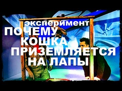 Галилео. Эксперимент. Как кошка приземляется на лапы? смотреть онлайн