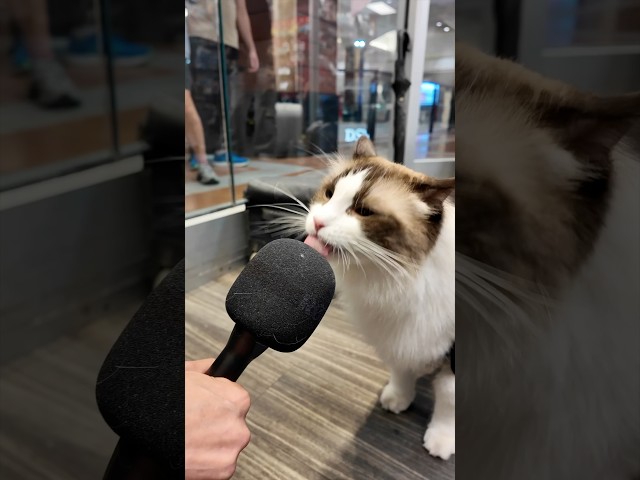 Puff @gamestop ??? Go to your local stores to meet Staff Puff! #thatlittlepuff