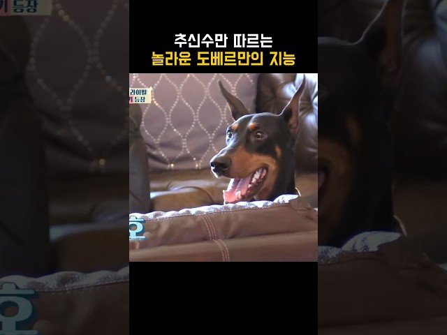 사랑꾼 추신수 하원미 부부 반려견