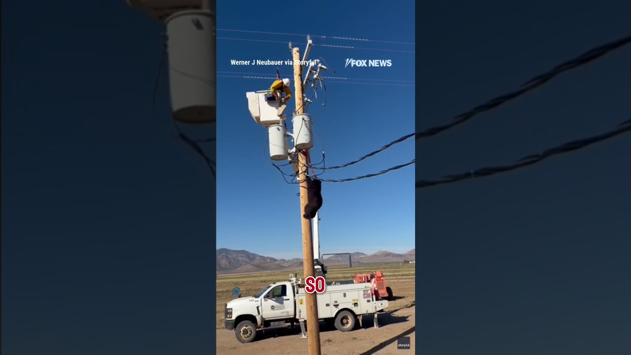UN-BEAR-ABLE: Lineman saves bear after climbing utility pole #foxnews #news #shorts #animals