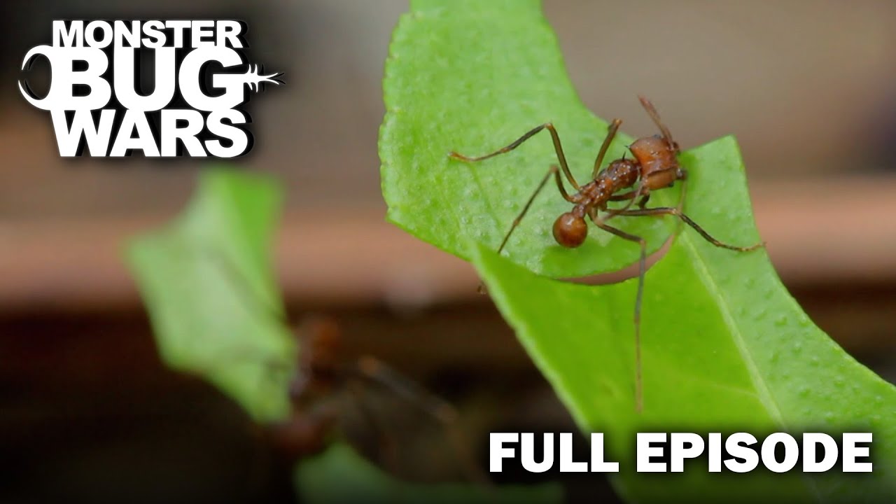 Venom Showdown: Who Will Win? | S2E5 | Monster Bug Wars