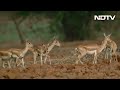 Video: 300 Blackbucks Roam Karnataka Villages, Poaching Fears Flagged - 02:51 min - News - Video