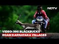 Video: 300 Blackbucks Roam Karnataka Villages, Poaching Fears Flagged