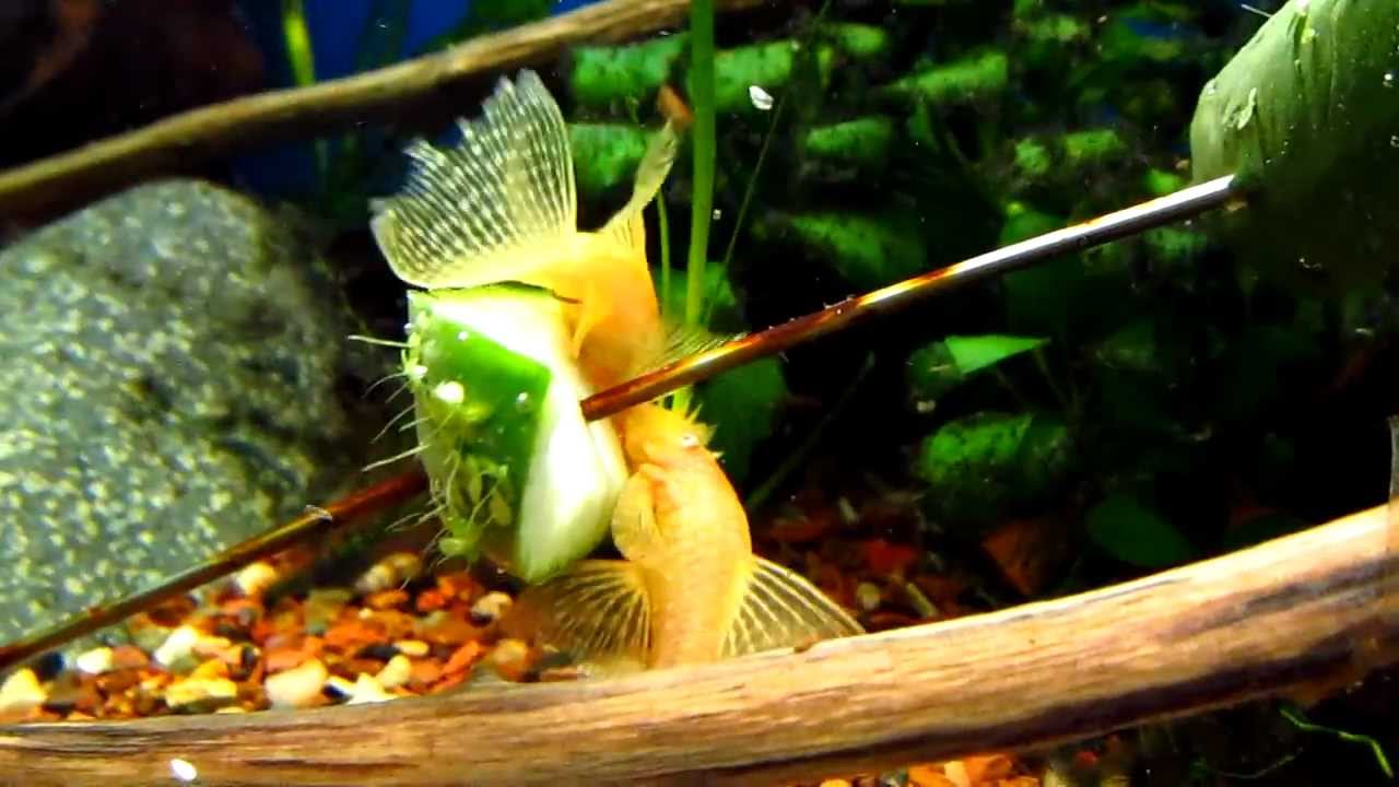 Long Finned Albino Bristlenose Pleco s Month 5ish YouTube